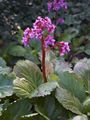 Bergenia cordifolia Bergenia sercolistna